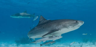 Sharkproject Switzerland: Wenn die Haie sterbern, stirbt das Meer