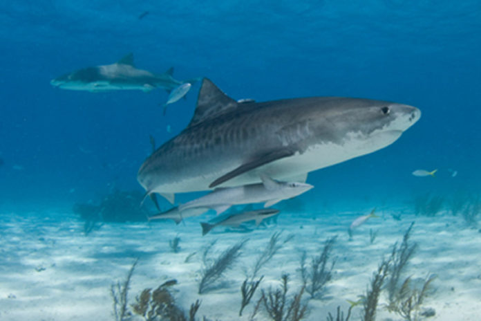 Sharkproject Switzerland: Wenn die Haie sterbern, stirbt das Meer