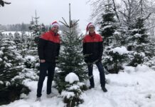 DPD Schweiz hat 500 Weihnachtsbäume verlost