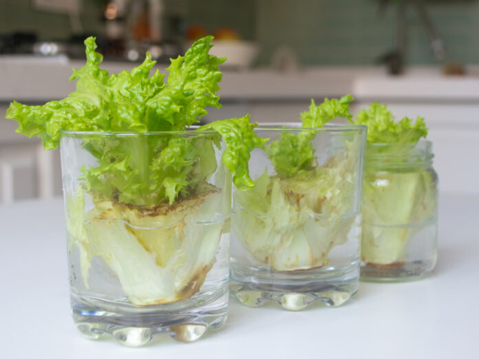 Aus alt mach neu: Steckt der Salatstumpf in Wasser