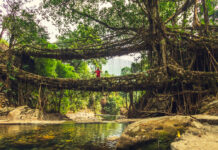 Ein Wunder aus Wurzelwerk: Die "lebenden Brücken von Meghalaya"