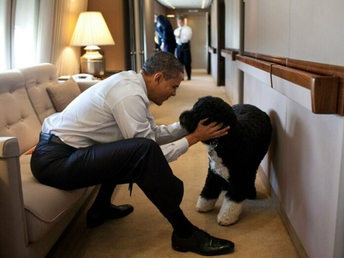 Eines der bekanntesten Fotos von Bo zeigt ihn 2011 mit Herrchen Barack Obama an Bord der Air Force One.