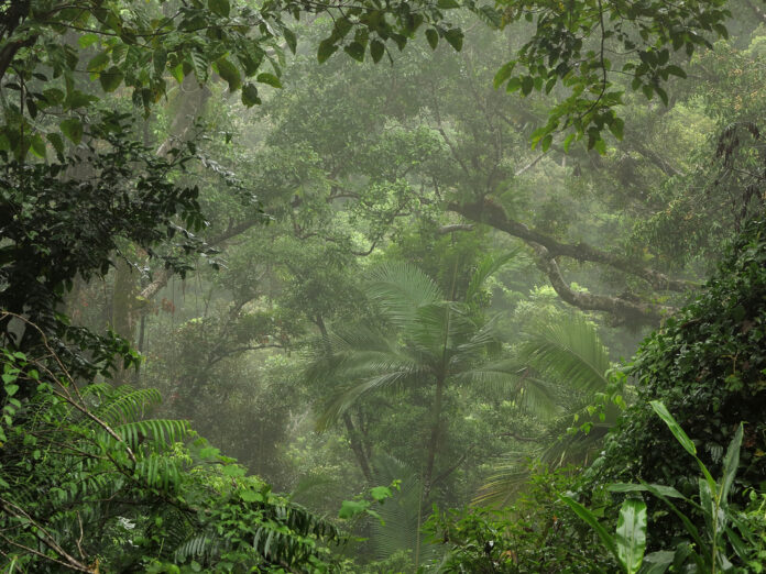 Das britische Dschungelcamp findet üblicherweise in einer ehemaligen Bananenplantage in Murwillumbah
