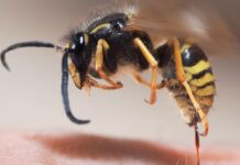 Im Gegensatz zu Bienen ziehen Wespen ihren Stachel nach dem Stich wieder heraus.