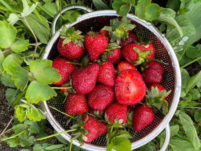 Im Sieb bleiben Erdbeeren länger frisch. (Symbolbild)