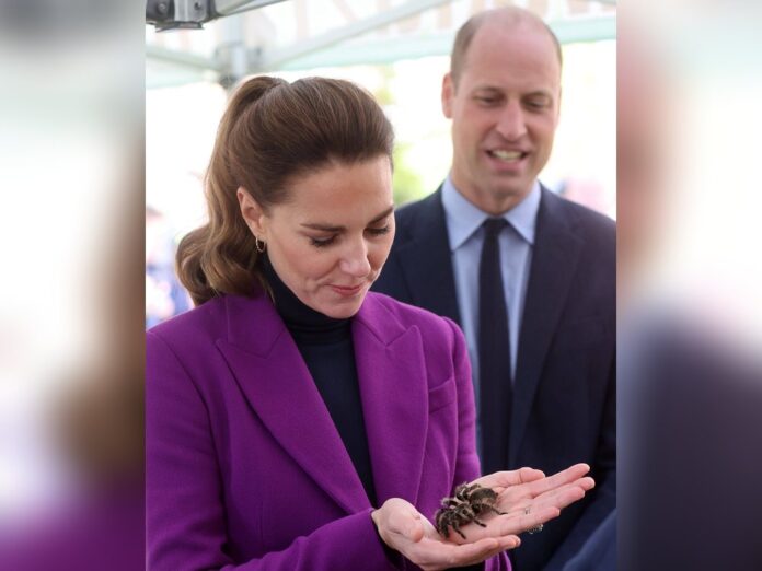 Herzogin Kate lässt die Tarantel seelenruhig über ihre Hände klettern