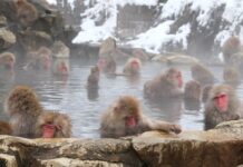 Jigokudani-Affenpark: Hier genießen die Tiere die heißen Quellen.
