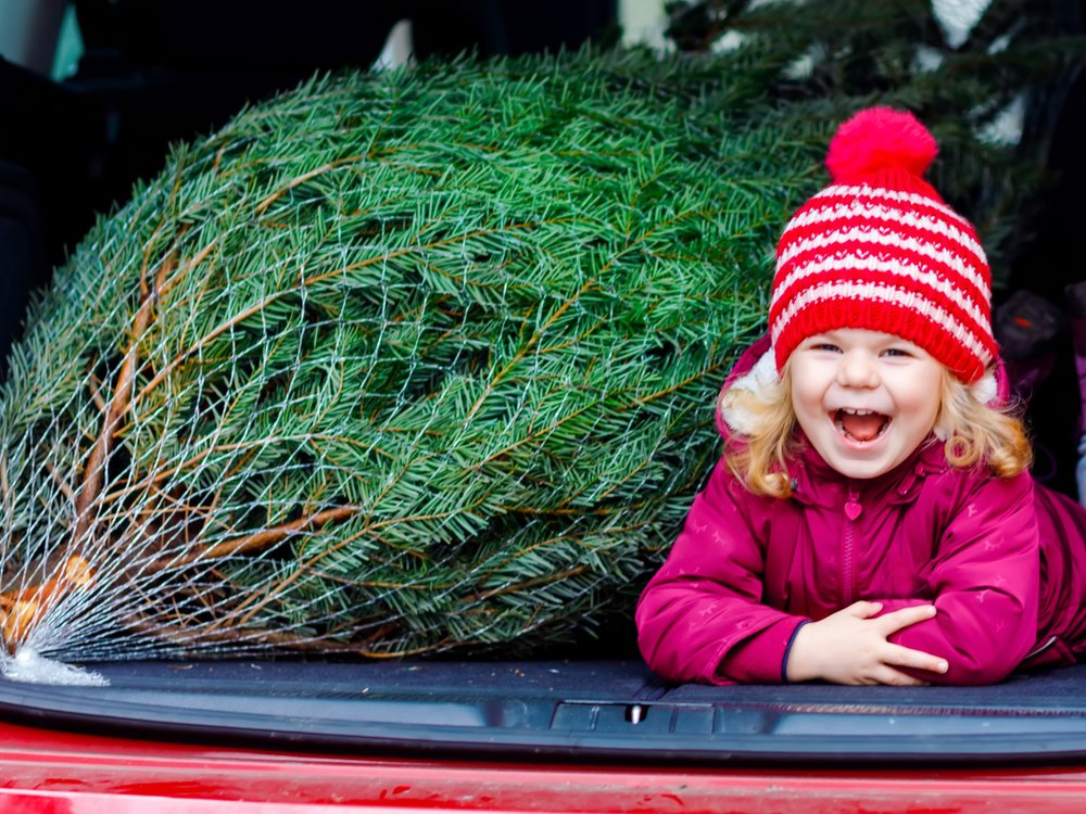 Freude pur beim Weihnachtsbaumkauf - wenn man ein paar Tipps beachtet...