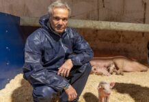 "Hannes Jaenicke: Im Einsatz für das Schwein": Der Schauspieler in einem neuartigen Familienhaltungsstall für Schweine von Ralf Remmert in Brandenburg.