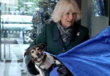 Herzogin Camilla liebt ihre Jack-Russell-Terrier-Hündin Beth. Der Vierbeiner musste für die neuen Geburtstagsfotos ebenfalls Modell stehen.