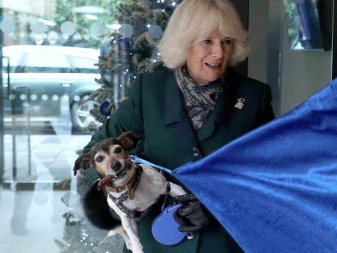 Herzogin Camilla liebt ihre Jack-Russell-Terrier-Hündin Beth. Der Vierbeiner musste für die neuen Geburtstagsfotos ebenfalls Modell stehen.