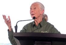 Dr. Jane Goodall gibt es jetzt auch als Barbie-Puppe.