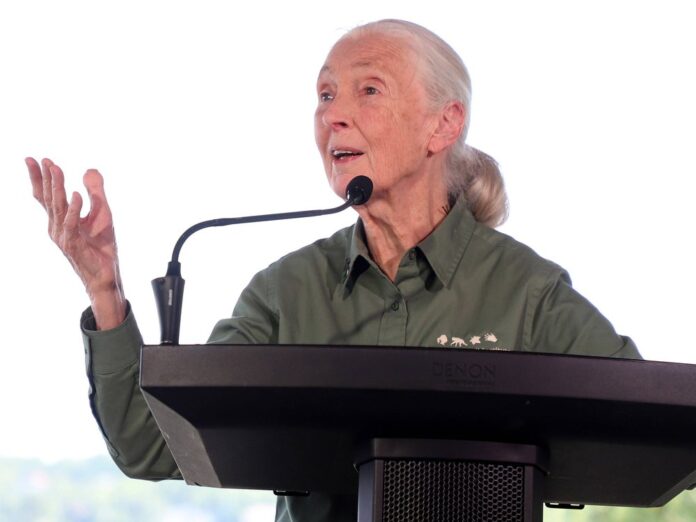 Dr. Jane Goodall gibt es jetzt auch als Barbie-Puppe.