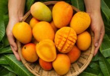 Weltweit gibt es mehr als 2.000 verschiedene Mangosorten.