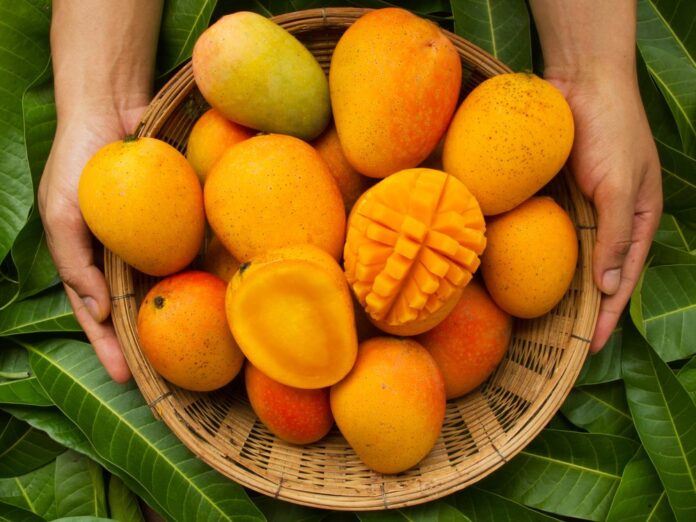 Weltweit gibt es mehr als 2.000 verschiedene Mangosorten.
