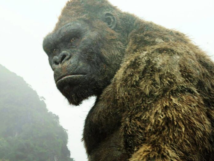 Im Kino ist King Kong ein gern gesehenes Spektakel - hier etwa in 