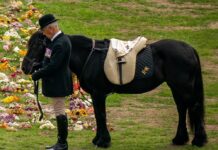 Pony Emma und Gestütsleiter Terry Pendry bei der Beerdigung der Queen