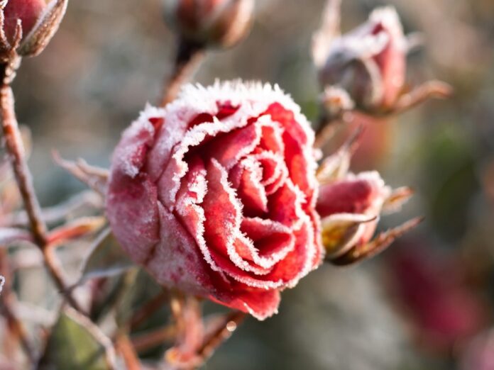 Während der Eisheiligen müssen Pflanzen frostigen Temperaturen trotzen.