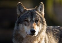 Deutschland zählt aktuell 161 Wolfsrudel - Tendenz steigend.