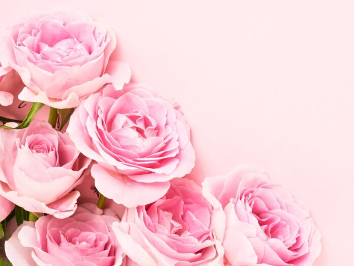 Für ein strahlendes Hautbild: Rosenblütenöl kann eine wertvolle Ergänzung in der täglichen Pflegeroutine sein.