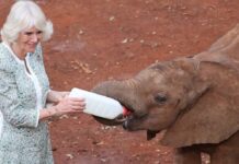Königin Camilla im David Sheldrick Wildlife Trust in Kenia.