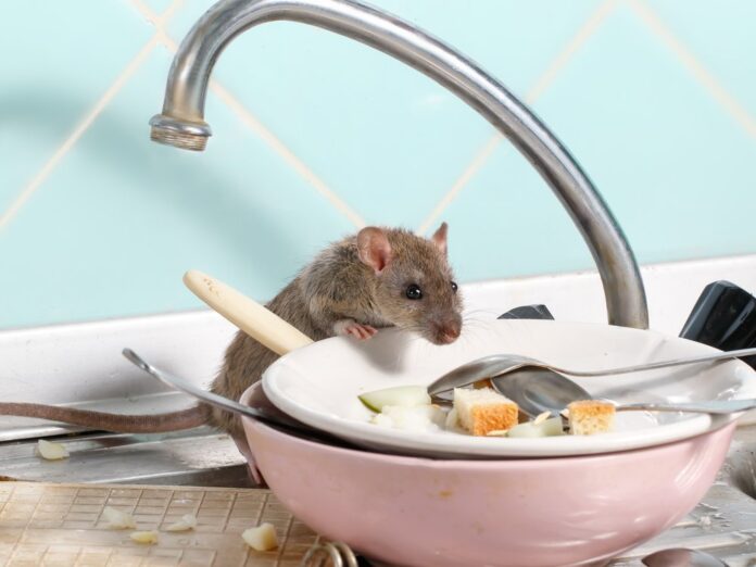 Ratten machen es sich im Winter gerne in Wohnungen gemütlich.