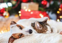 Hunde und Katzen gesellen sich in der Weihnachtszeit gerne zu ihren Besitzern - rund um Heiligabend ist jedoch Vorsicht geboten!