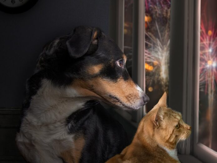 Hund und Katze können mit Silvesterfeuerwerk meist nicht viel anfangen.