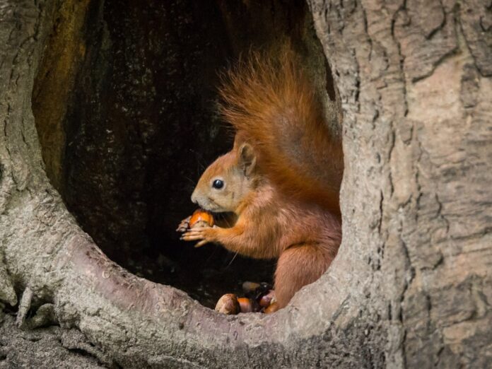 Eichhörnchen brauchen im Frühling Hilfe.