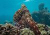 "Die geheimnisvolle Welt der Oktopusse" widmet sich einem der ungewöhnlichsten Bewohner unseres Planeten.