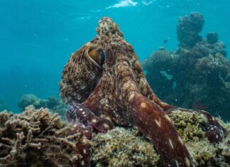 "Die geheimnisvolle Welt der Oktopusse" widmet sich einem der ungewöhnlichsten Bewohner unseres Planeten.