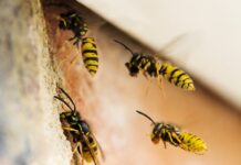 Wespen suchen sich gerne mal Hauswände für ihren Nestbau aus.