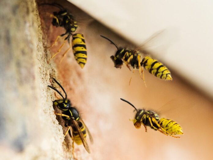 Wespen suchen sich gerne mal Hauswände für ihren Nestbau aus.